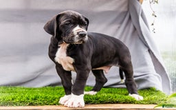 Great Dane dogs for sale: Trever - Image 4