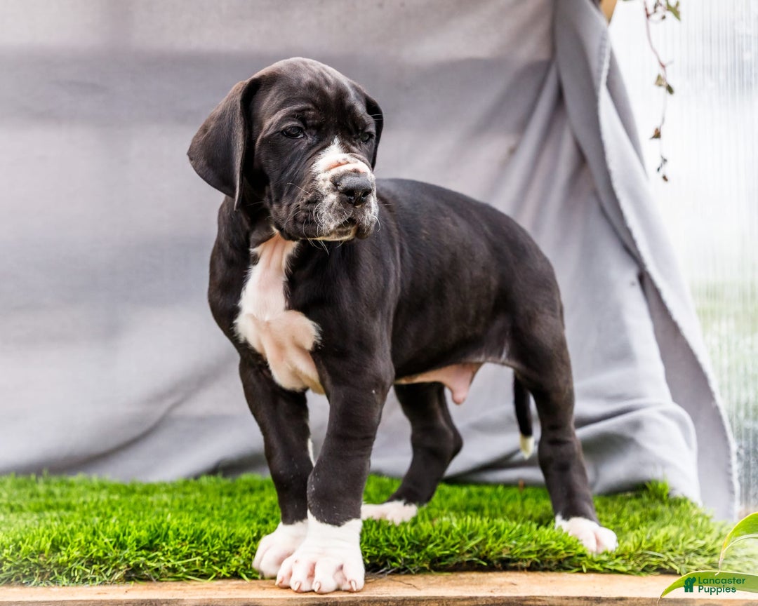 Great Dane dogs for sale: Trever - Image 4