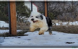 Old English Sheepdog dogs for sale: Taylee - Image 2