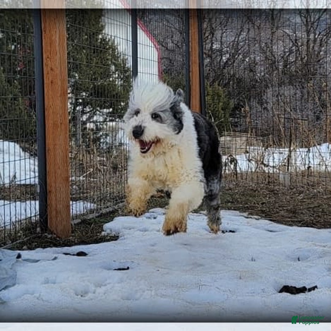 Old English Sheepdog dogs for sale: Taylee - Image 2