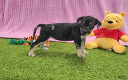 Catahoula Leopard Dog dogs for sale: Tess 2025 Female 4 - Image 7