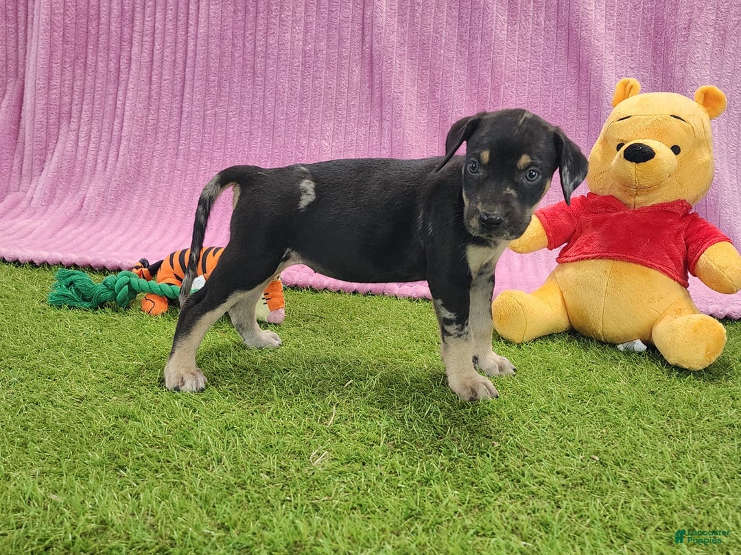 Catahoula Leopard Dog dogs for sale: Tess 2025 Female 4 - Image 7