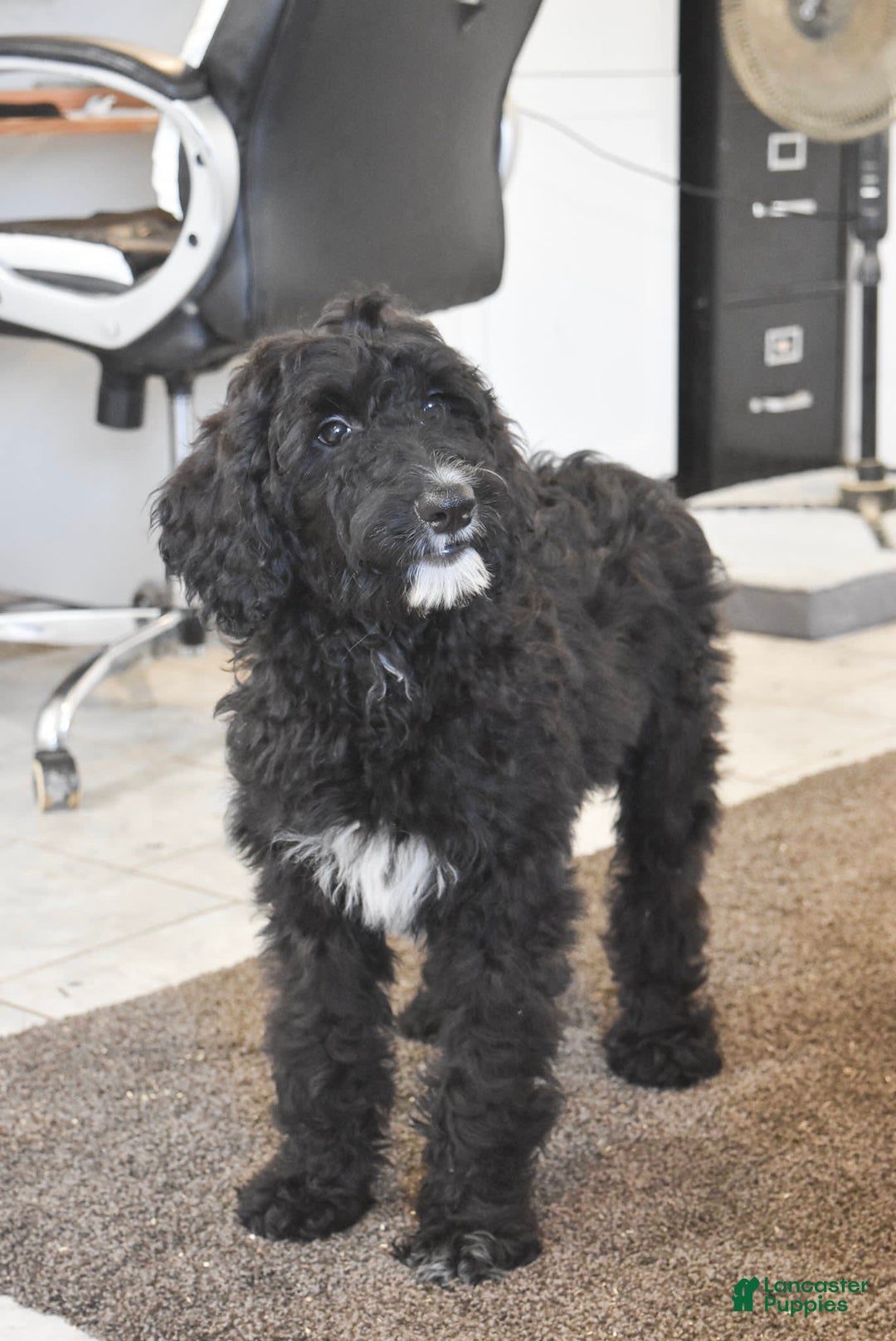 Goldendoodle dogs for sale: Chloe - Image 6