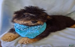 Lhasapoo dogs for sale: Mr. Bentley - Image 10