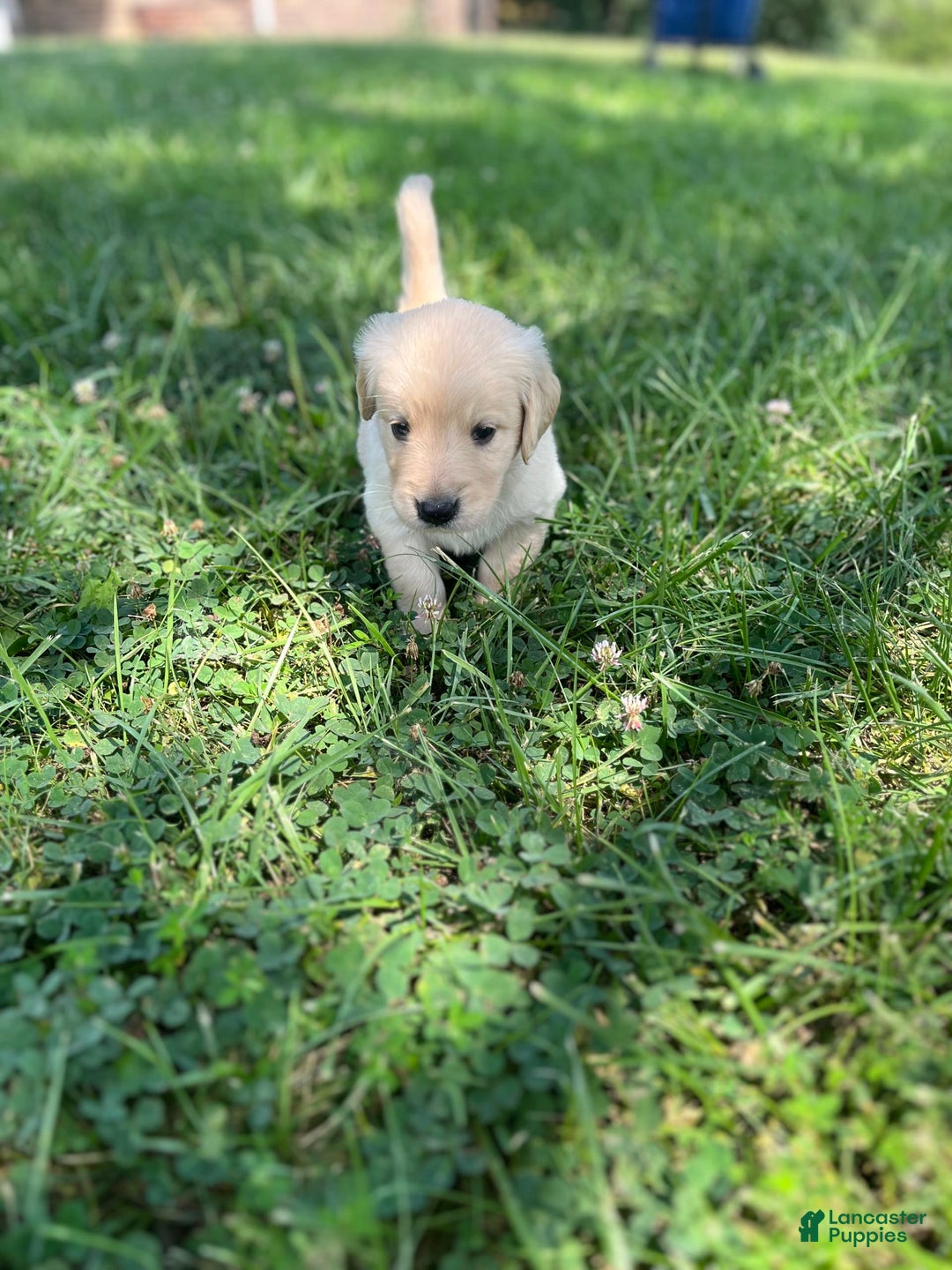 Golden Retriever dogs for sale: Tan - Image 2