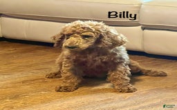 Standard Poodle dogs for sale: Billy - Image 6