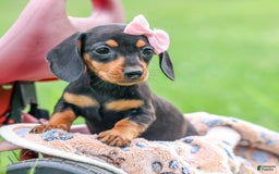 Miniature Dachshund dogs for sale: Nutella - Image 10
