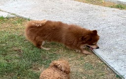 Pomeranian dogs for sale: Winston - Image 7