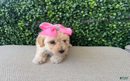 Toy Poodle dogs for sale: Vainilla - Image 6