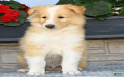 Collie dogs for sale: Pete - Image 9