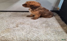 Jackapoo dogs for sale: Sophie - Image 2