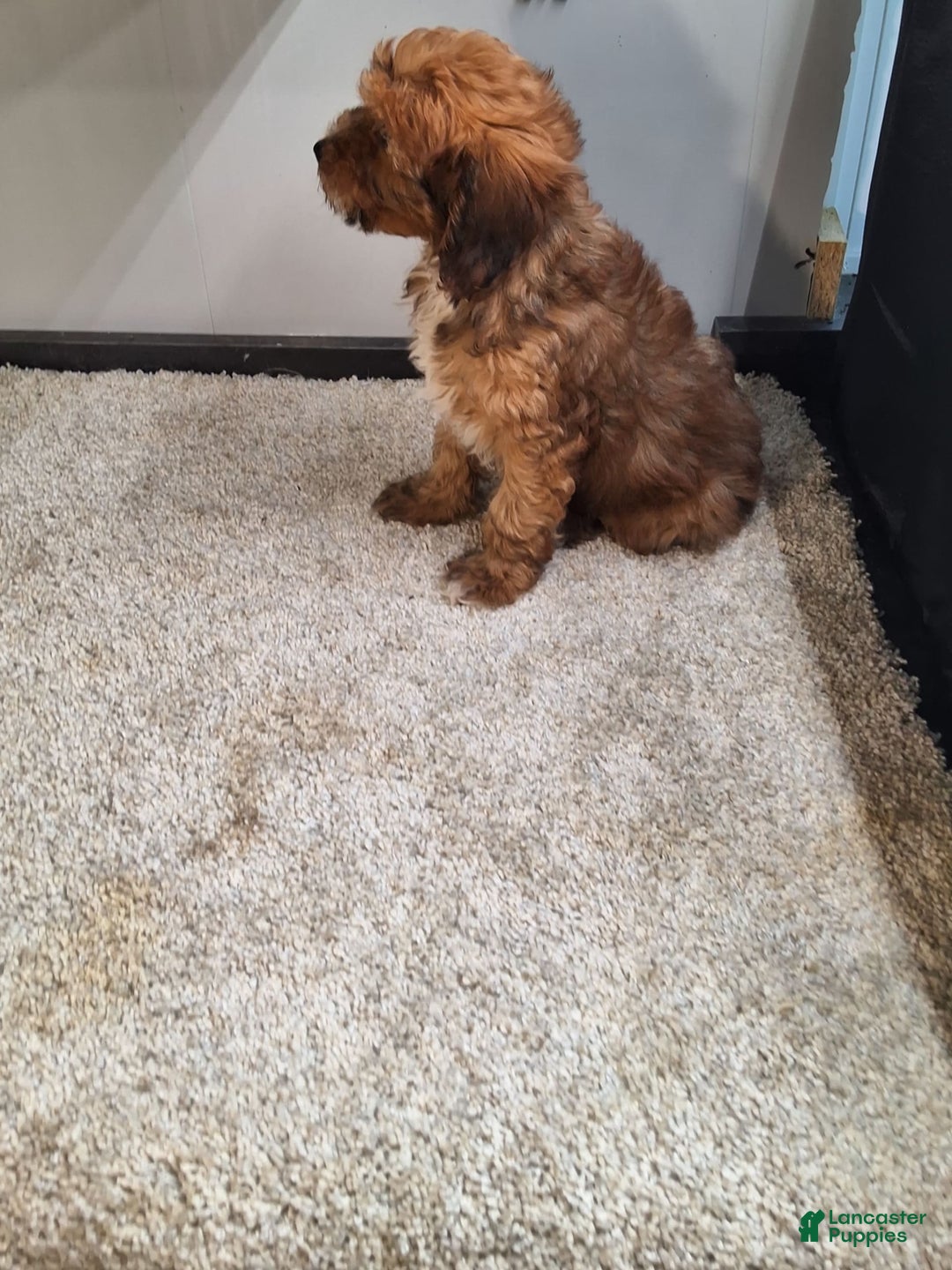 Jackapoo dogs for sale: Sophie - Image 2