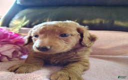 Mini Goldendoodle dogs for sale: Thumbelina - Image 7
