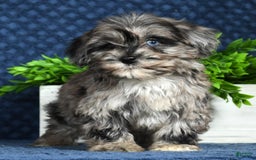 Havapoo dogs for sale: Wendy - Image 18