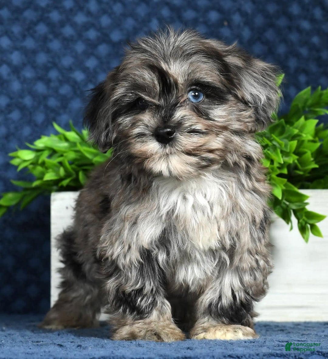 Havapoo dogs for sale: Wendy - Image 18