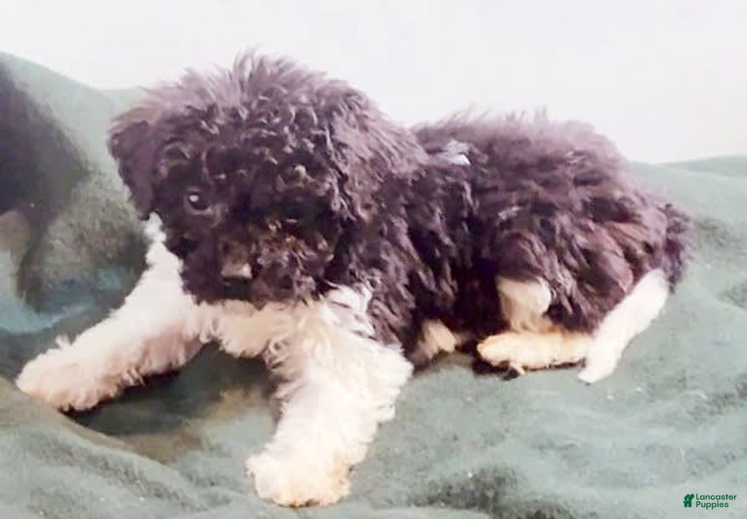 Cavapoo dogs for sale: Charlie - Image 8