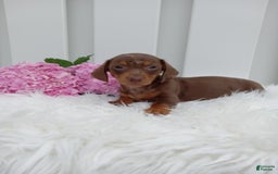 Dachshund dogs for sale: Cocoa - Image 2