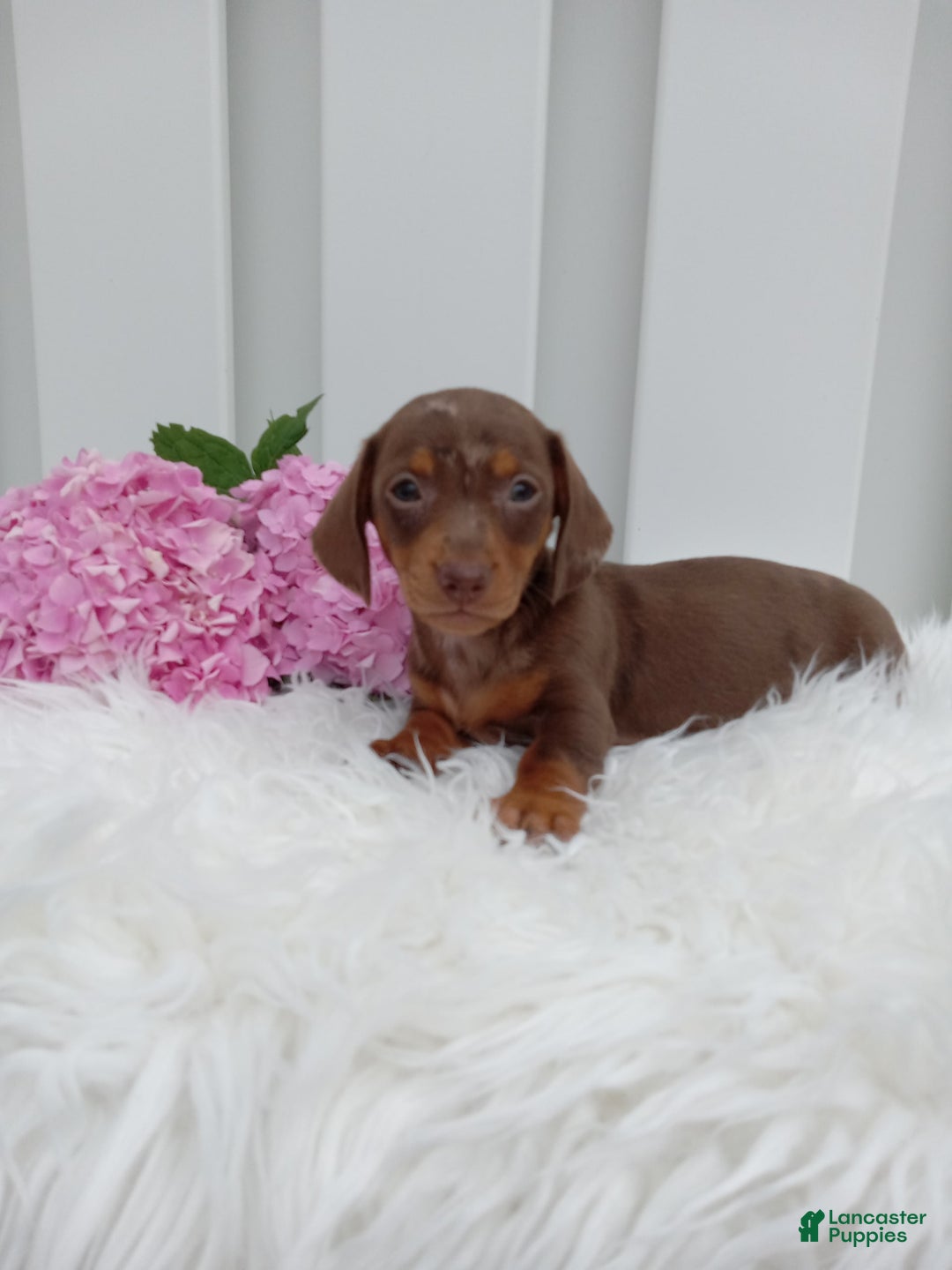 Dachshund dogs for sale: Cocoa - Image 2