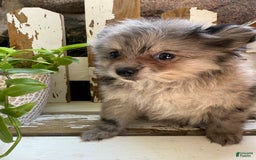 Pomeranian dogs for sale: Rusty - Image 15