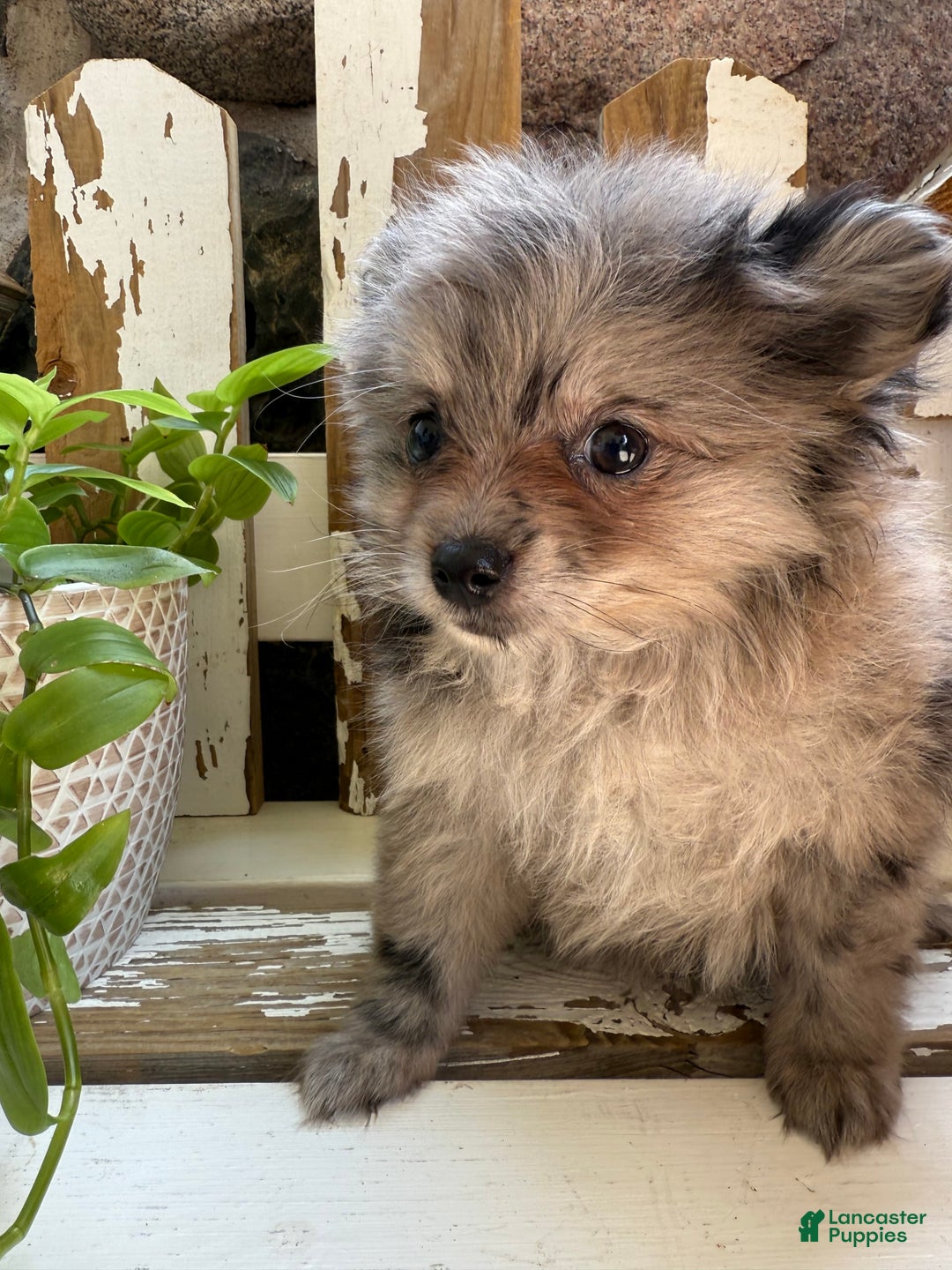 Pomeranian dogs for sale: Rusty - Image 15