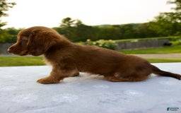 Miniature Dachshund dogs for sale: Skye - Image 1