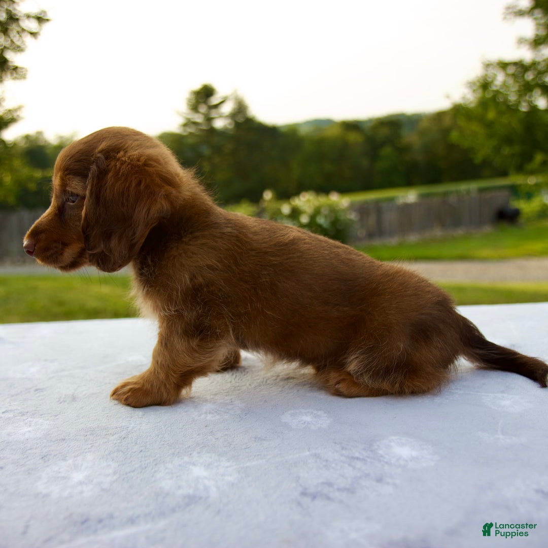 Miniature Dachshund dogs for sale: Skye - Image 1