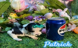 Yorkshire Terrier dogs for sale: Patrick Starr - Image 3