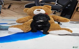 Portuguese Water Dog dogs for sale: Ranger - Image 3