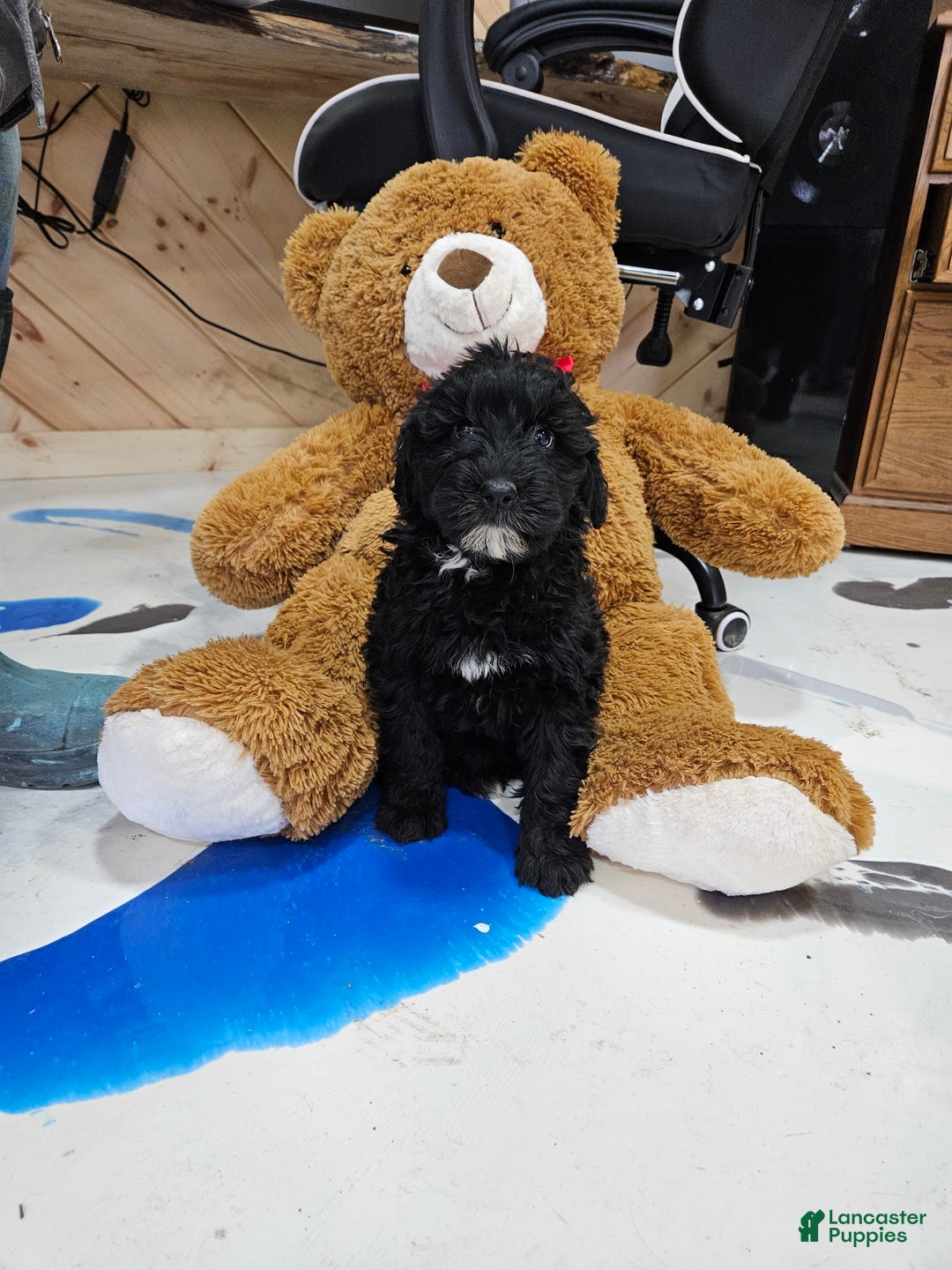 Portuguese Water Dog dogs for sale: Ranger - Image 3