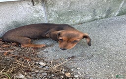 Miniature Dachshund dogs for sale: Jesse - Image 3