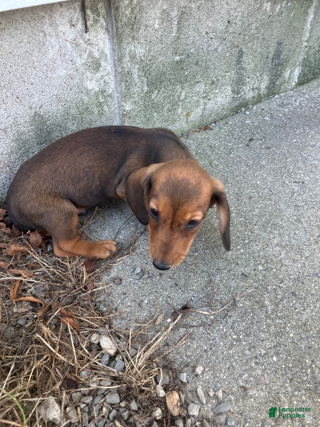 Miniature Dachshund dogs for sale: Jesse - Image 3