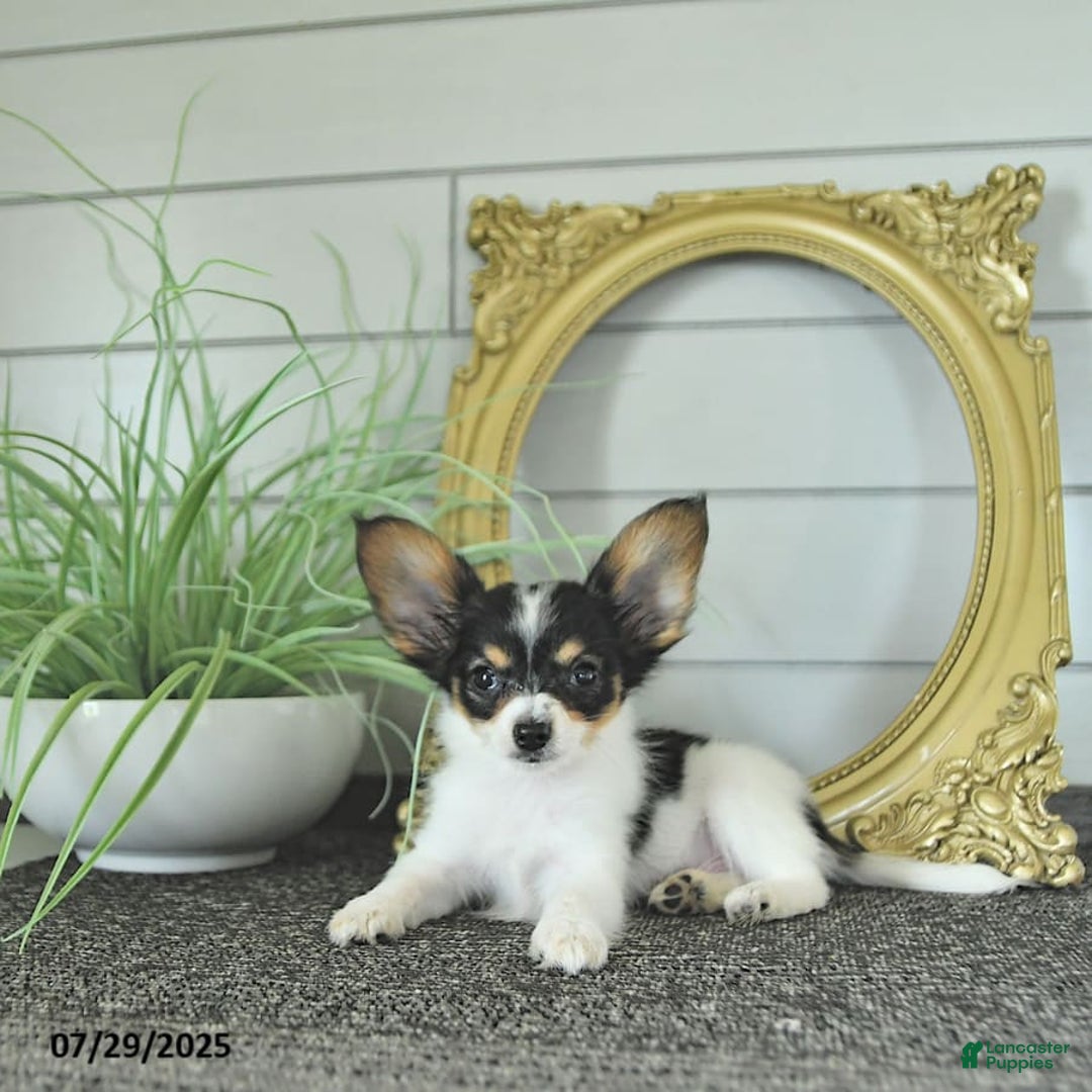 Papillon dogs for sale: Leo - Image 6