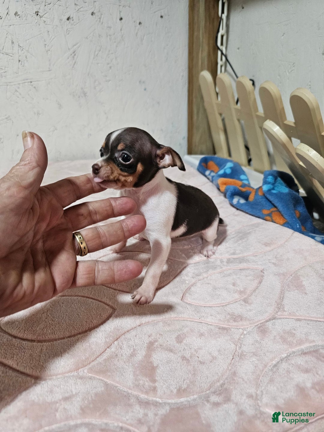 Chihuahua dogs for sale: Spunky - Image 3