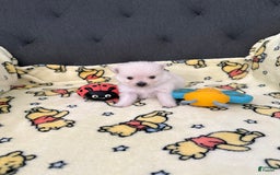 Pomeranian dogs for sale: Elsa - Image 3