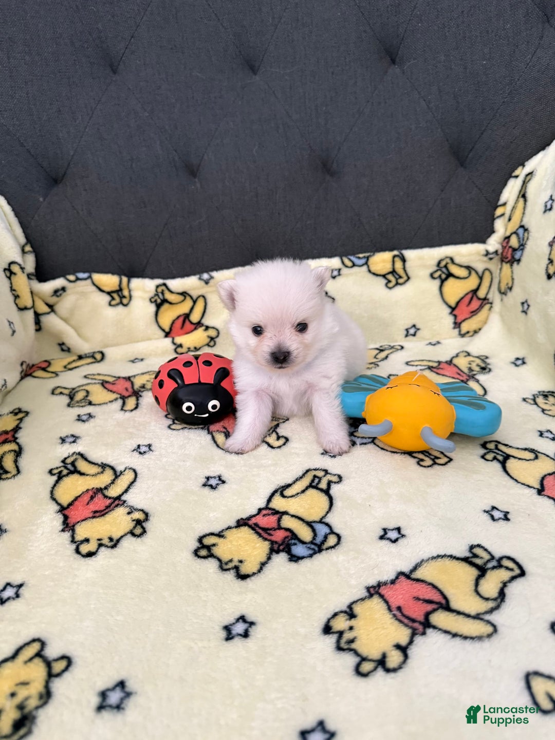 Pomeranian dogs for sale: Elsa - Image 3