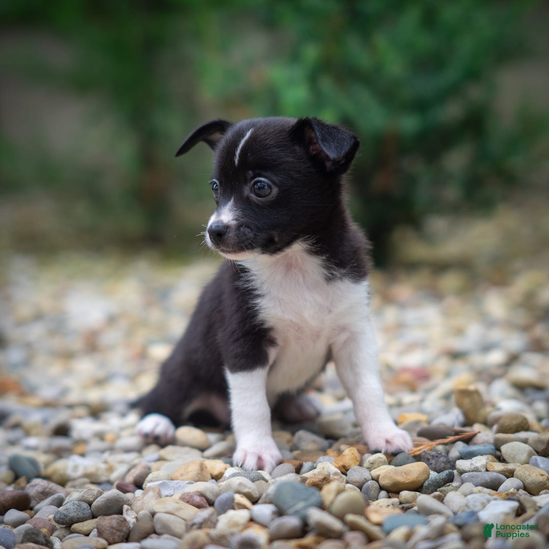 Pomchi dogs for sale: Pomchi 4 puppies - Image 7