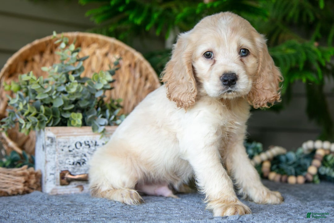 Cocker Spaniel dogs for sale: Pudge - Image 1
