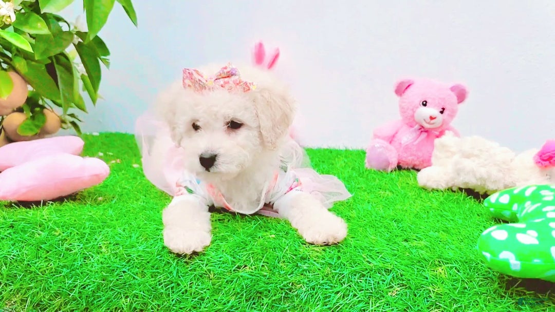 Maltipoo dogs for sale: Sunshine - Image 3
