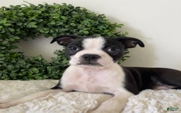 Boston Terrier dogs for sale: Drake - Image 1