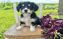 Welsh Corgi Pembroke dogs for sale: Welsh Corgi (Pembroke) 5 puppies - Image 24