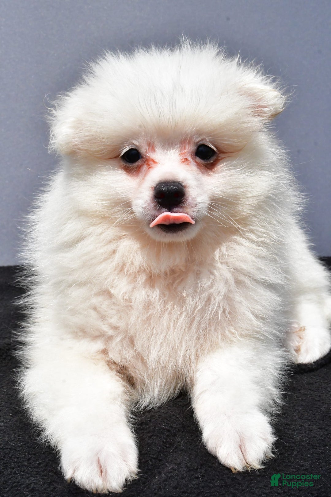 Pomeranian dogs for sale: Issac - Image 1