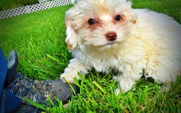 Havapoo dogs for sale: Vanilla - Image 3