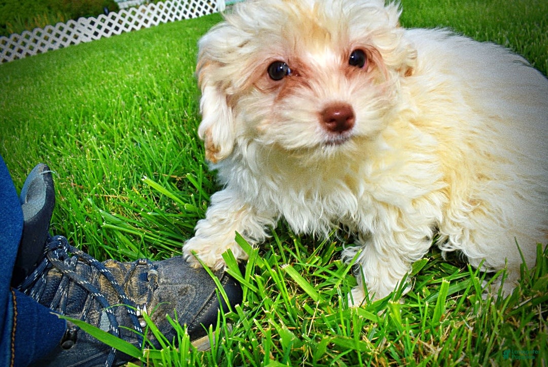 Havapoo dogs for sale: Vanilla - Image 3