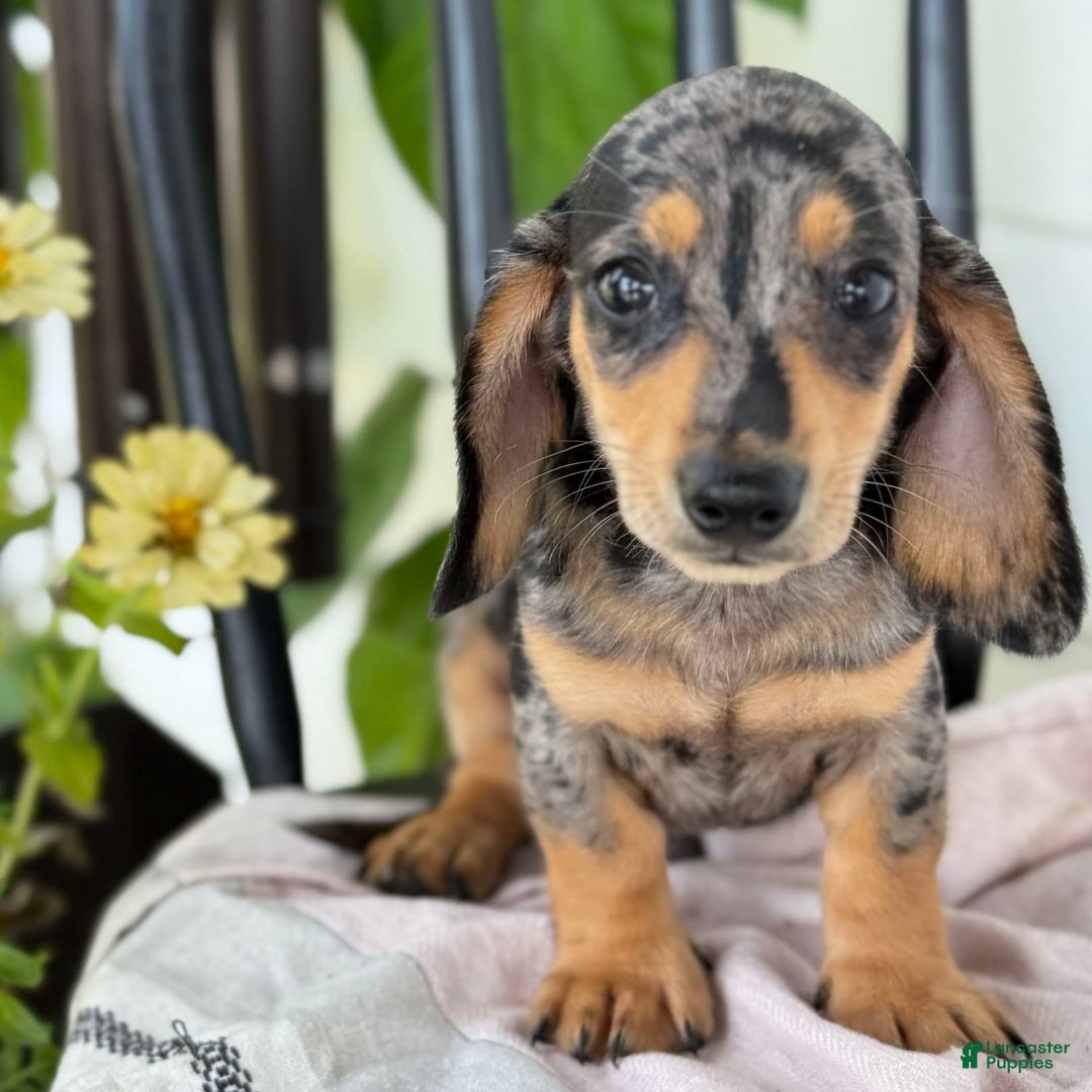 Miniature Dachshund dogs for sale: Miniature Dachshund 7 puppies - Image 30