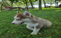 Siberian Husky dogs for sale: Poe - Image 8