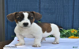 Jack Russell Terrier dogs for sale: Conley - Image 2