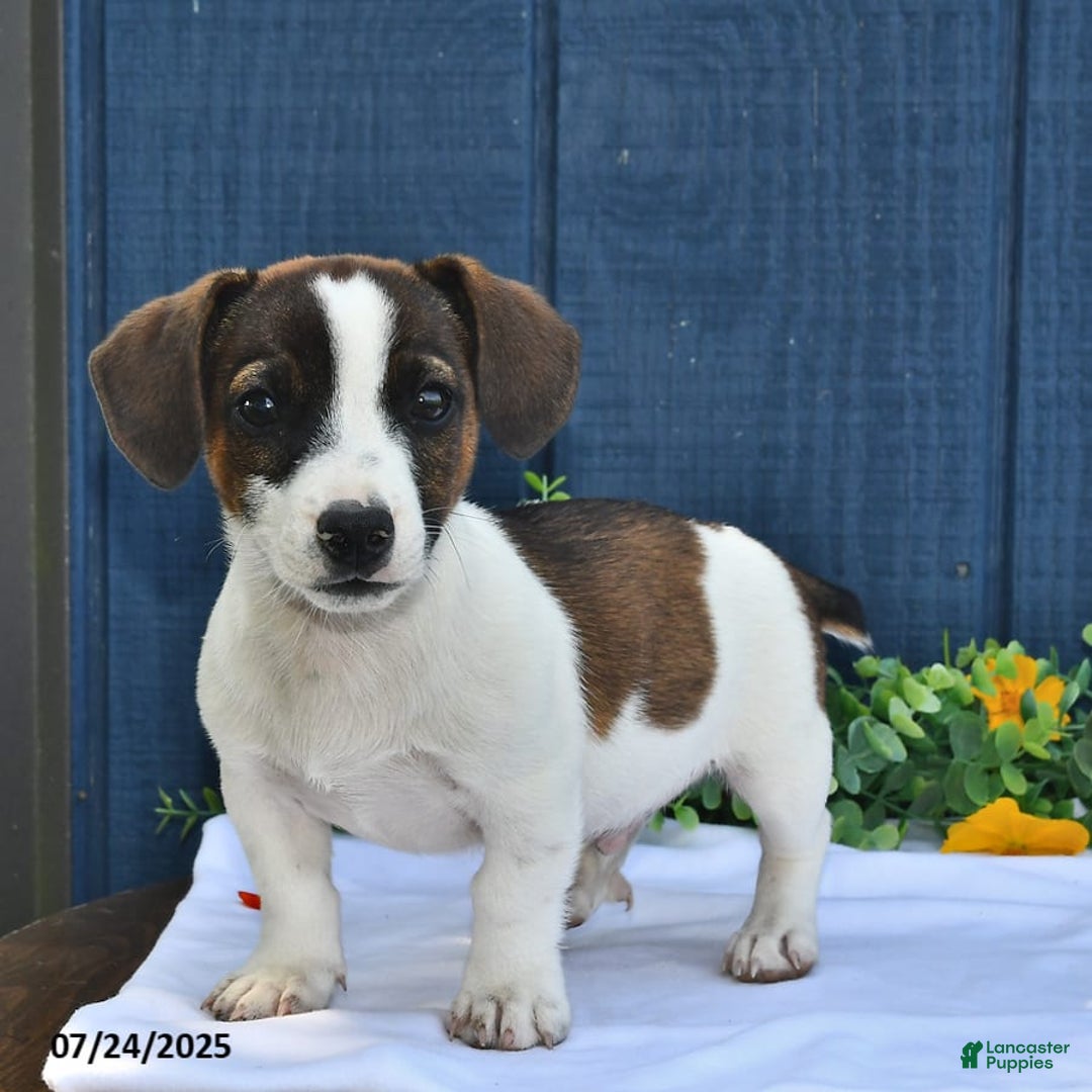 Jack Russell Terrier dogs for sale: Conley - Image 2