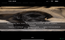 Labrador Retriever dogs for sale: Bubba - Image 1