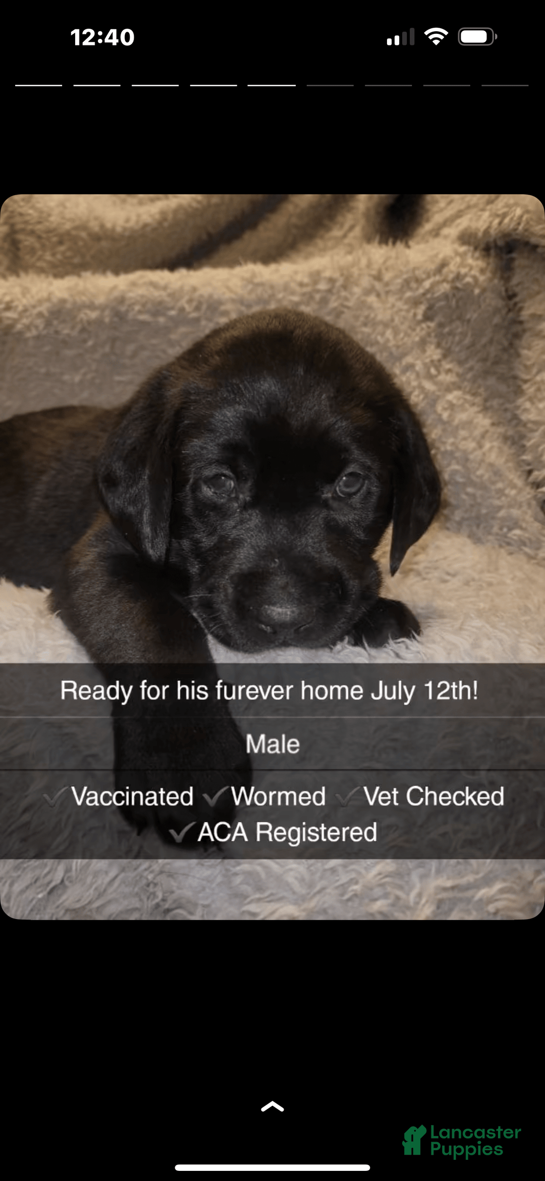 Labrador Retriever dogs for sale: Bubba - Image 1