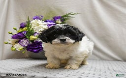 Teddy Bear dogs for sale: Wonton - Image 5